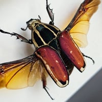 Image 2 of Deep Framed - Giant African Flower Beetle II