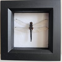 Framed - Black Vietnam Dragonfly