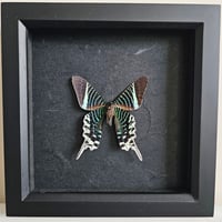 Framed - Green-Banded Urania Moth
