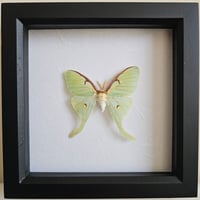 Framed - Luna Moth IV