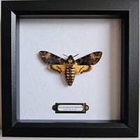 Framed - Death's-Head Hawkmoth III