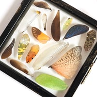 Image 4 of Insect Wing Medley Hanging Small III
