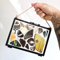 Image 2 of Butterfly & Moth Wing Hanging Large II