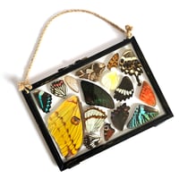 Image 1 of Butterfly & Moth Wing Hanging Large II