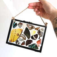 Image 3 of Butterfly & Moth Wing Hanging Large II