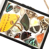 Image 4 of Butterfly & Moth Wing Hanging Large II