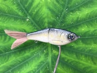 Image 8 of  SPEEDBAITS Custom Airbrushed Glide Bait 4228