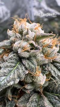 Image 2 of Wild Pawpaw