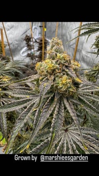 Image 4 of Wild Pawpaw