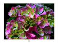 HYDRANGEA EXTREME 