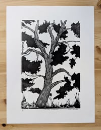 Image 1 of Coalbanks Cottonwood