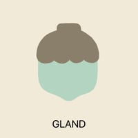 Image 5 of HOCHET Gland/Acorn