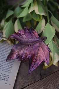 Image 3 of Vera foglia di platano acerifolia maxi elettroformata in rame con patina viola