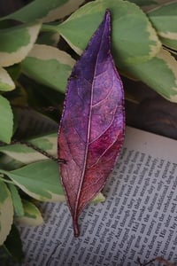 Image 2 of Vera foglia di alloro elettroformata in rame con patina viola