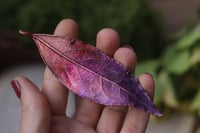 Image 1 of Vera foglia di alloro elettroformata in rame con patina viola