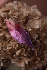 Image 3 of Vera foglia di alloro elettroformata in rame con patina viola