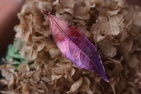 Image 4 of Vera foglia di alloro elettroformata in rame con patina viola