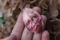 Image 1 of Vera foglia di alloro elettroformata in rame con patina sfumata rossa