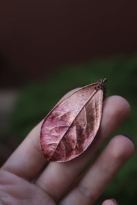 Image 3 of Vera foglia di alloro elettroformata in rame con patina sfumata rossa