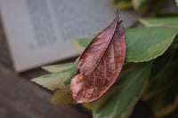 Image 2 of Vera foglia di alloro elettroformata in rame con finitura ossidata 2