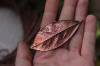 Image 2 of Vera foglia di alloro elettroformata in rame con finitura ossidata 5