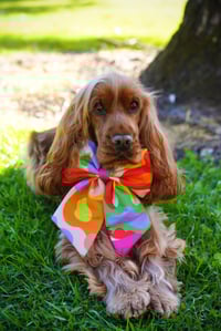 Image 3 of Groovy Platypus - Dog Sailor Bow