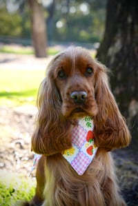 Image 2 of Strawberry Fields - Reversible Dog Bandana