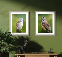 Image 2 of The Tawny Owl - commission - acrylic