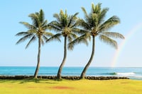 Image 5 of Island Incense 