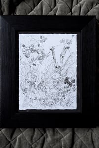 Image 2 of Badger in the Bramble