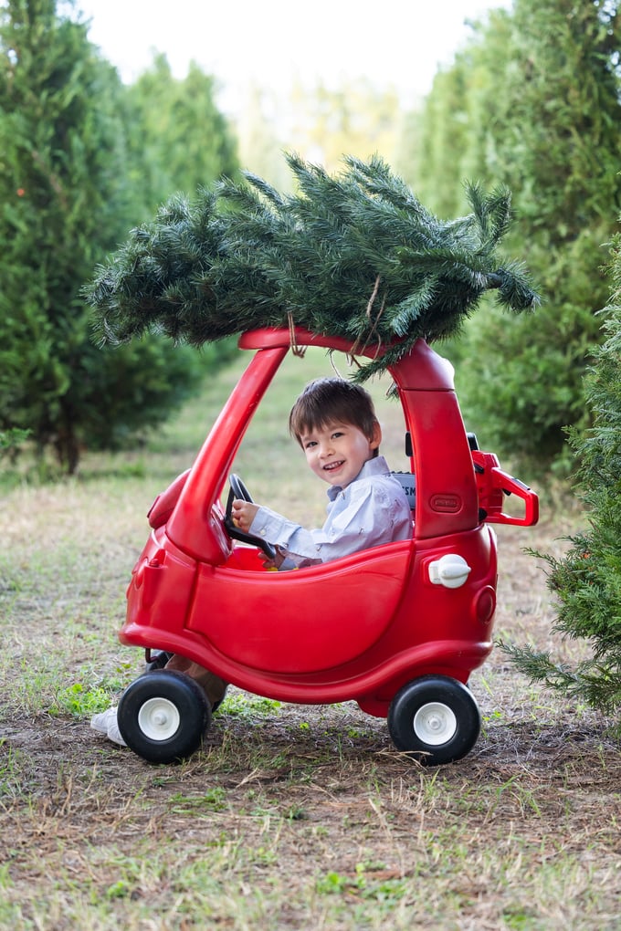 Image of  CHRISTMAS TREE FARM 2025 
