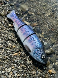 Image 2 of Immortal Trout 7.7 “Juvenile Shasta Trout ”