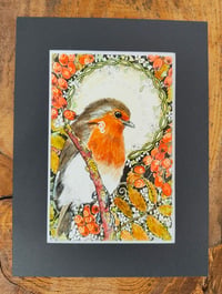 Image 2 of Rowan Robin