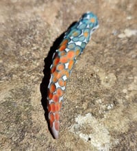 Image 2 of Scale Fang