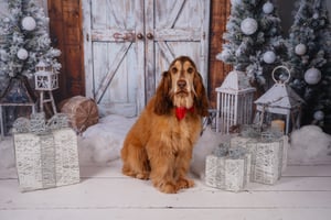 Image of Christmas Minis 2025-Doorway to Xmas Sat Nov 15th 2025