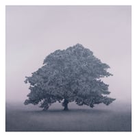 Image 1 of Still Light