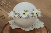 Newborn/Sitter Halo 29