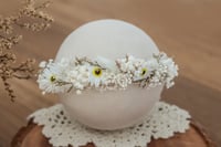 Newborn/Sitter Halo 31