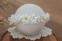 Newborn/Sitter Halo 33