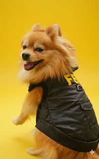 Image 1 of FBI Dog Hoodie