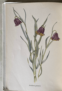 Image 4 of The Tranquil Gardener by Robery Gathorne-Hardy