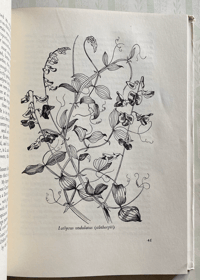 Image 6 of The Tranquil Gardener by Robery Gathorne-Hardy