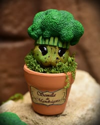 Image 4 of Mini mandrágora brócoli (versión huerto)