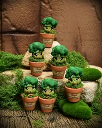 Image 1 of Mini mandrágora brócoli (versión huerto)