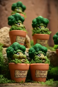 Image 2 of Mini mandrágora brócoli (versión huerto)