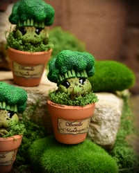 Image 5 of Mini mandrágora brócoli (versión huerto)