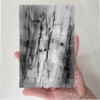 Image 4 of Birch Echoes II