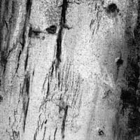 Image 3 of Birch Echoes II