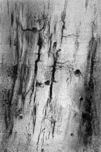 Image 1 of Birch Echoes II