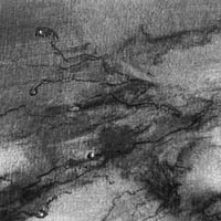 Image 2 of Mycelium dreams VIII